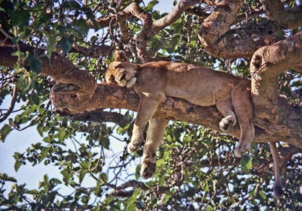 Lions at Queen Elizabeth National park Uganda Lions at Queen Elizabeth National park Uganda