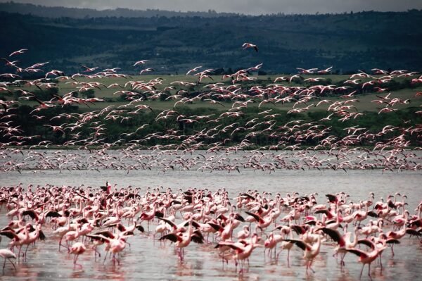 Lake Bunyonyi- flamingo birds